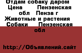 Отдам собаку даром › Цена ­ 0 - Пензенская обл., Пенза г. Животные и растения » Собаки   . Пензенская обл.